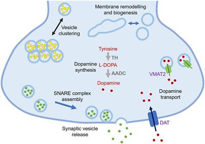 Modulation of the Interactions Between α-Synuclein and Lipid Membranes by Post-translational Modifications